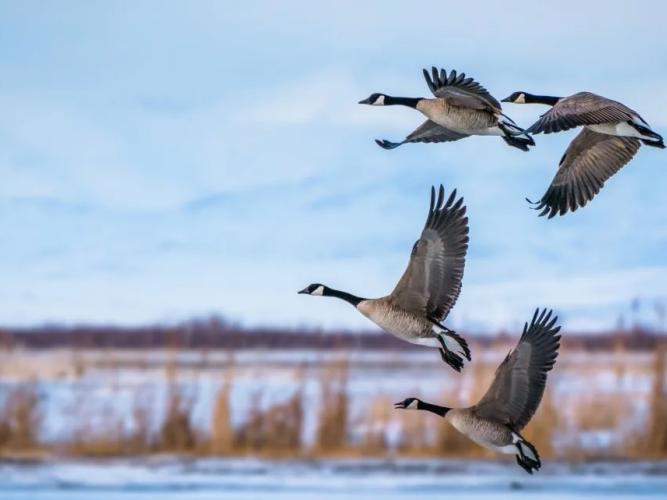 A photo of flying geese
