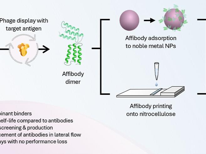 A diagram showing the process of developing antibody-free lateral flow immunoassays using affibodies. It illustrates phage display with target antigen to select affibody dimers, their adsorption to noble metal nanoparticles, and printing onto nitrocellulo
