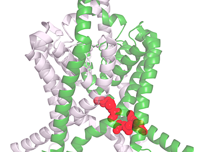 Ribbon Image