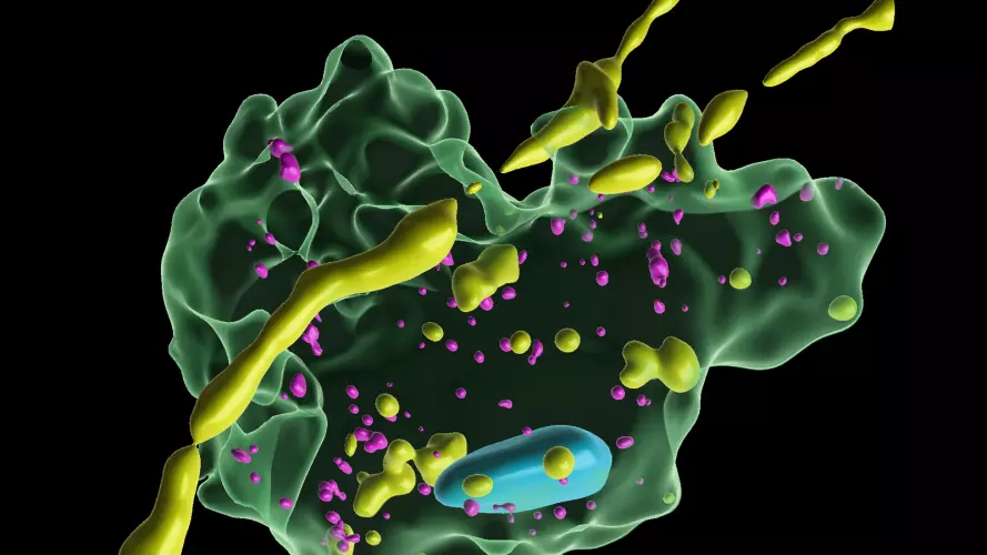 Scientific 3D illustration of a molecular structure featuring a translucent green protein surface, yellow and magenta molecules, and a blue component against a black background.