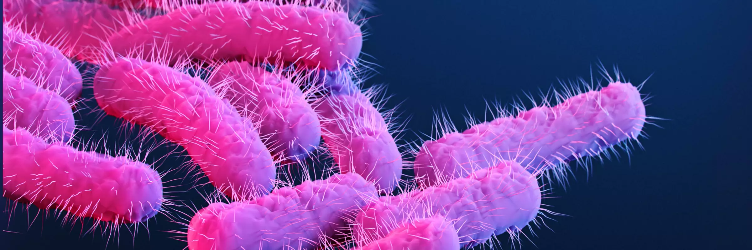 This is a medical illustration of drug-resistant, Shigella sp. bacteria